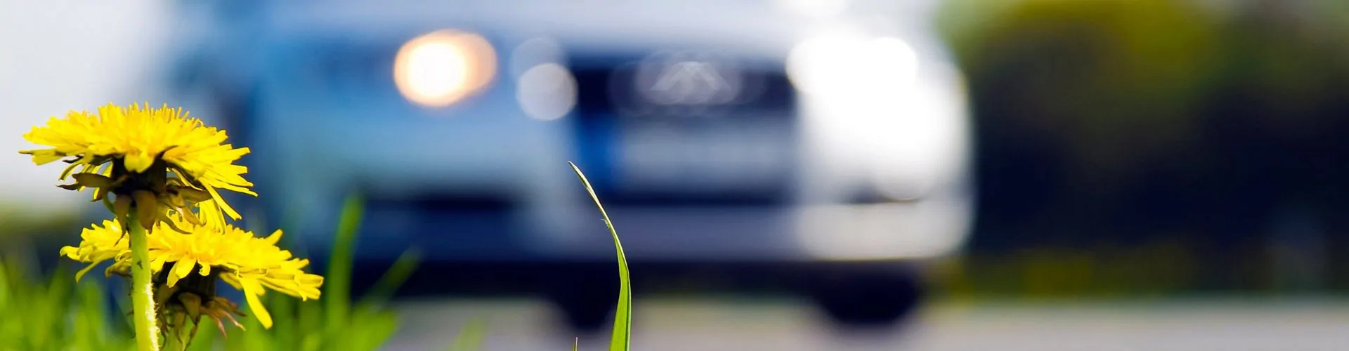 Close-up van paardebloemen met auto op de achtergrond.